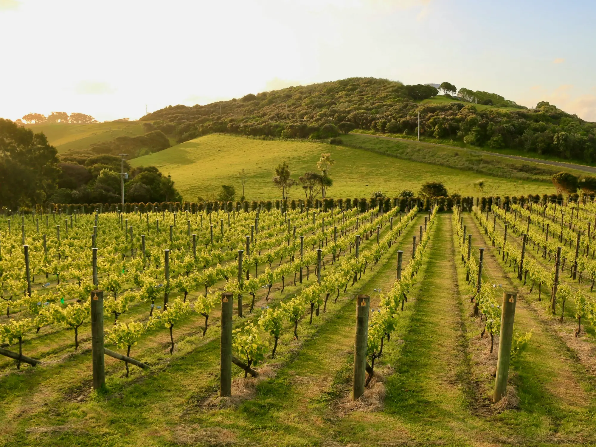 Waiheke Island – Beaches, Vineyards, and Adventure | Travel Blog